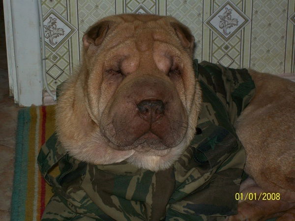 Сергей Матюшенко