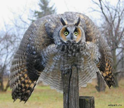 Ирина Ирина