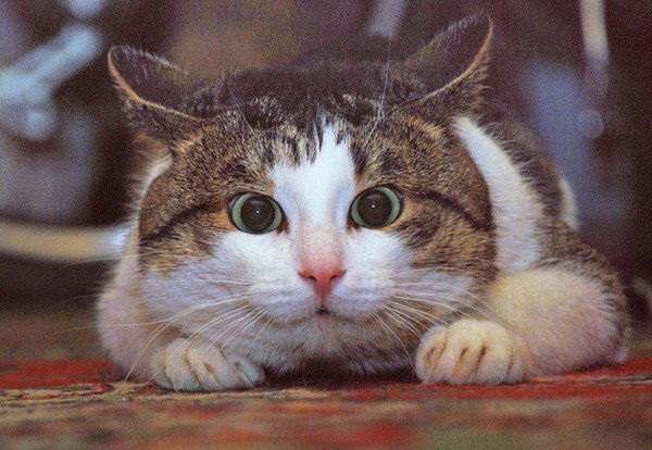 Алекс Бирюков