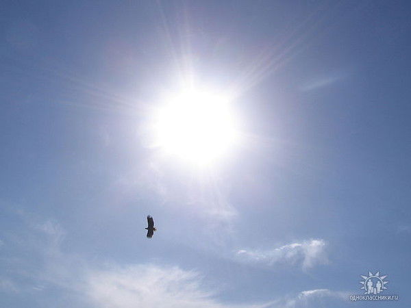 Елена Курьянова