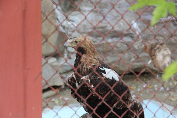 Галина Гурьева