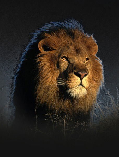 Николай Абрамов