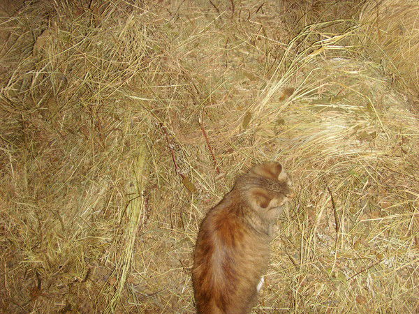 Cерёга Булгаков