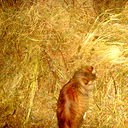 Cерёга Булгаков