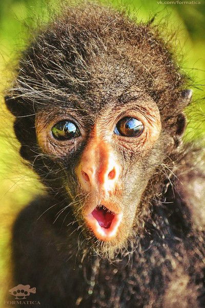 Владимир Цой