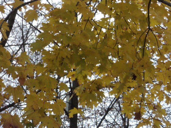 Анна Купреева