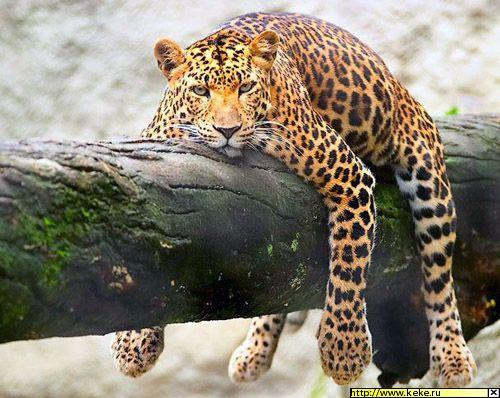 Туся Иванова