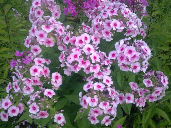 Ирина Новичкова