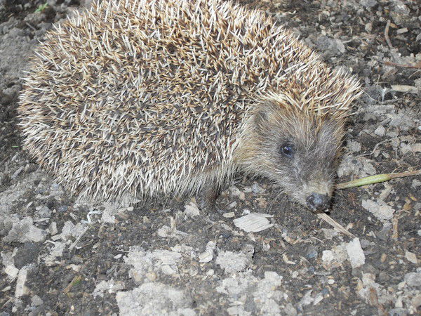 Владислав Синецкий