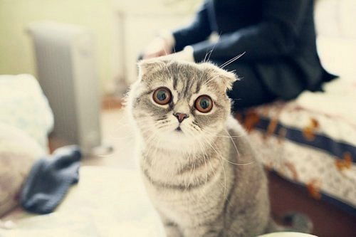 Катюшка Барбосова