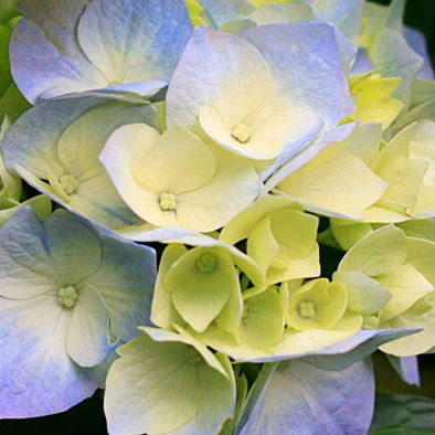 Зорич Светлана