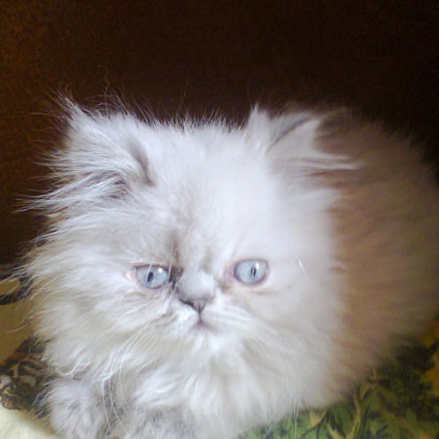 Александр Коржов