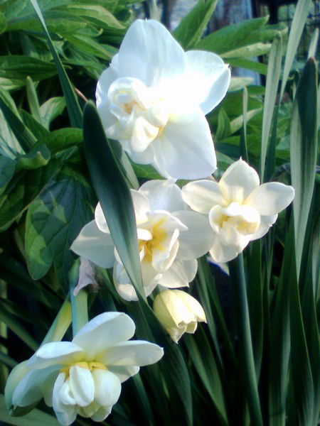 Светлана ***