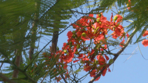 Вера Петрук