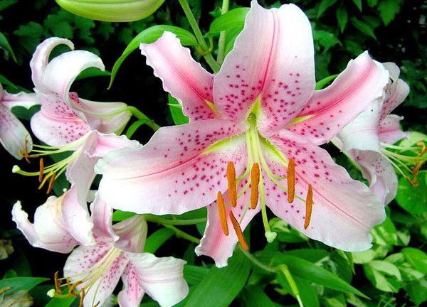 Фатима Жеткерген Кызы