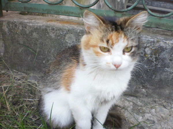 Татьяна Семенова