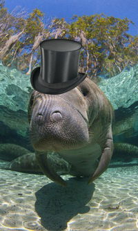 Артём Богданов