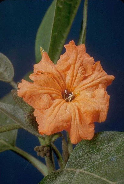 Оксана Харитонова