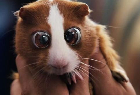 Полина Янина