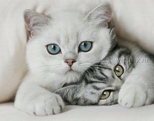 Юлия Дорофеева