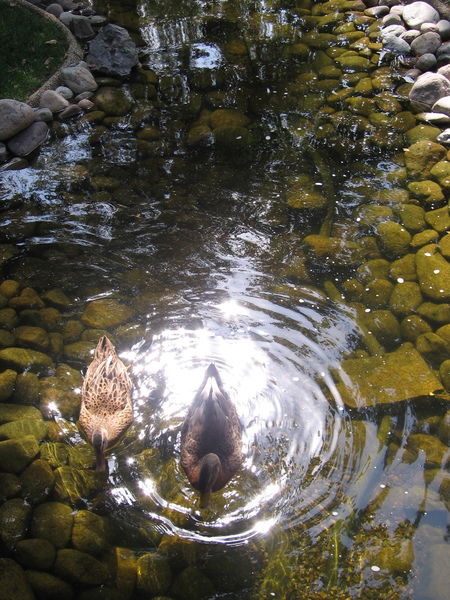 Евгения Мовшович