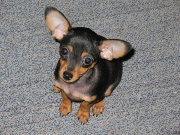 Константин Вишневский