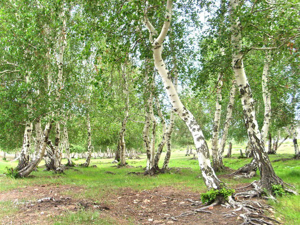 Айнур Хамитова