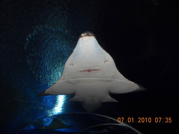 Татьяна Миронова