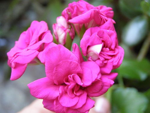 Галина Щукина