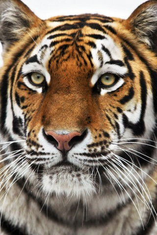 Денис Ковшаков