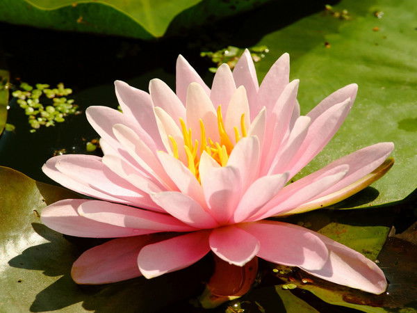 Алена Трибрат