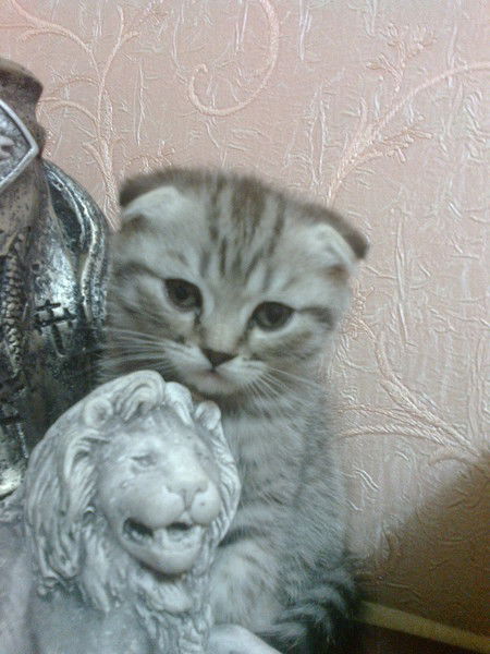 Лысенко Наталья