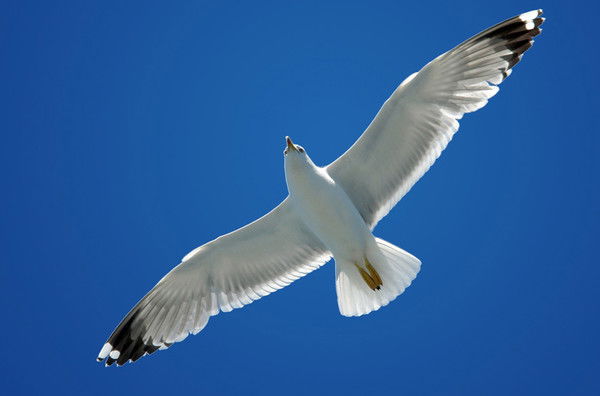 Виталий Чайка