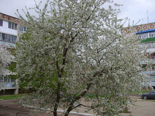 Ирина Кондрашкина