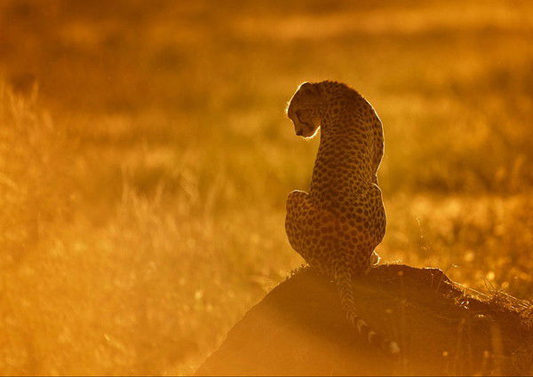 Ксения Цветуёчегг