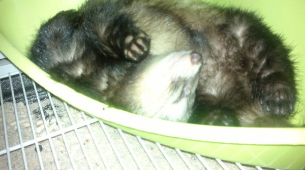 Лорик Корнеева