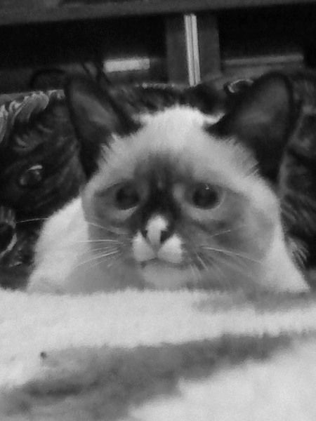 Зульфия Порубова