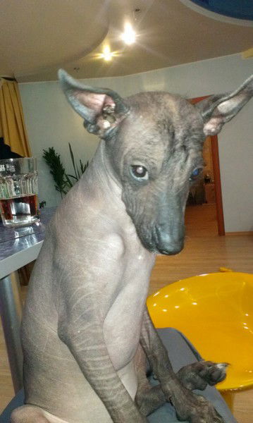 Елена Коморная