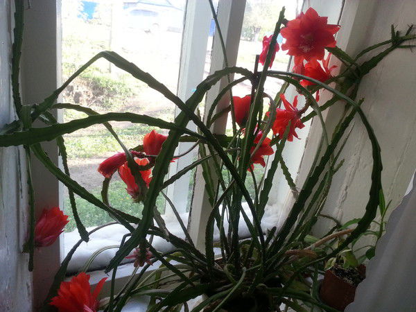 Светланочк @