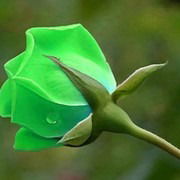 Татьяна Александрова