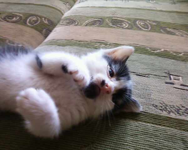 Илья Куценко