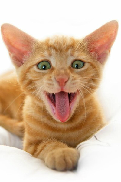 Ольга Булгакова