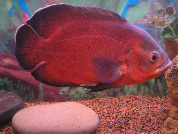 Светлана Рыбакова