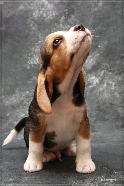 Курбанова Фатима