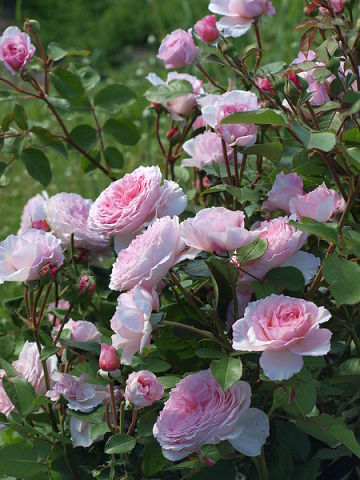 Зобарзат Смолина(Даутова)