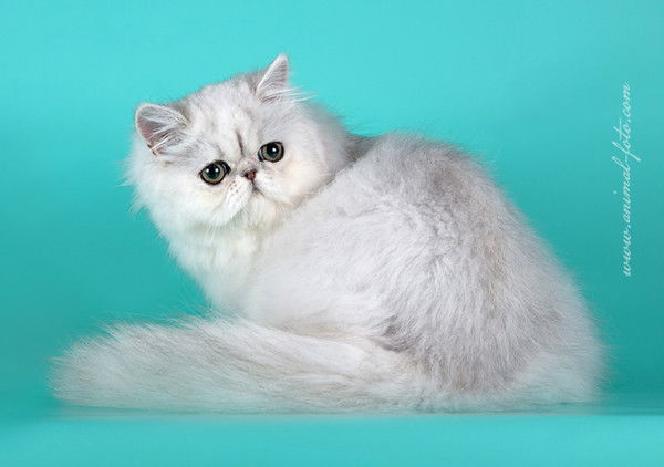 Наталья Прокошина