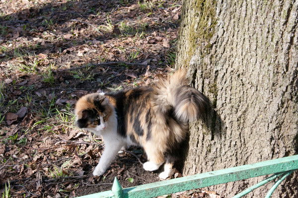 Лена Смирнова