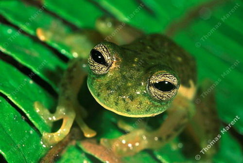 Павел Новокшанов
