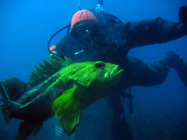 Сергей Корягин