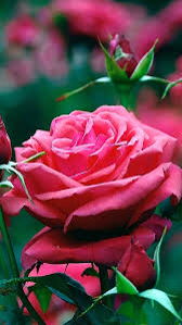 Галя Серикова